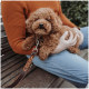 Eine Person in einem orangefarbenen Pullover hält einen flauschigen braunen Hund auf ihrem Schoß, mit einer stilvollen braunen und orangefarbenen Leine.