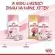 Obraz karmy dla kotów Royal Canin: formuły "Mother & Babycat," "Maine Coon," i "Kitten," z polskim tekstem o przejściu na karmę dla kociąt w wieku 4 miesięcy.