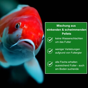 Nahaufnahme eines lebhaften orange-weißen Koi-Fisches mit einer grünen Box auf der rechten Seite, die die Vorteile von Fischfutter auf Deutsch beschreibt.