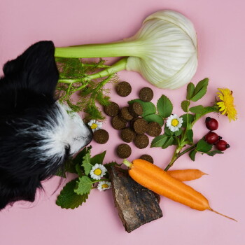 Ein schwarz-weißer Hund schnüffelt an verschütteten braunen Leckerlis aus einem grünen Behälter mit der Aufschrift "Gras & Kottresser Drops" auf einem rosa Hintergrund.
