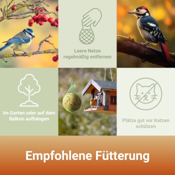 Ein Blauhäher, der auf einem grünen Netzfütterer sitzt, gefüllt mit einer runden Kugel Vogelfutter, vor einem verschwommenen grünen Hintergrund.