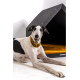 Ein schlanker schwarz-weißer Hund mit einem goldenen Halsband liegt vor einem modernen, dunklen Hundehäuschen mit einem warmen orangefarbenen Innenraum.