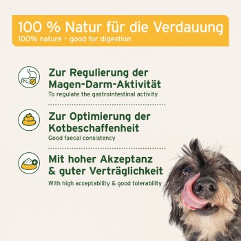 Ein glücklicher Hund, der sich die Lippen leckt, mit Text über die Vorteile eines 100% natürlichen Verdauungsprodukts für die Darmgesundheit und eine gute Stuhlkonsistenz.