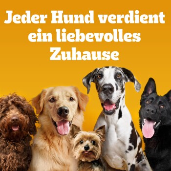Vier glückliche Hunde verschiedener Rassen auf einem leuchtend orangefarbenen Hintergrund mit dem Text: "Jeder Hund verdient ein liebevolles Zuhause."