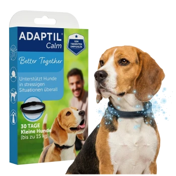 Beagle mit ADAPTIL Calm Halsband neben einer Schachtel mit der Aufschrift 'ADAPTIL Calm, Better Together, 30 TAGE Kleine Hunde (bis zu 15 kg)'.