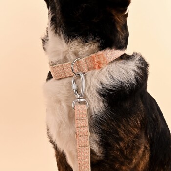 Eine Nahaufnahme des Halses eines Hundes, der ein strukturiertes pfirsichfarbenes Halsband trägt, das an einer passenden Leine befestigt ist, vor einem sanften beigen Hintergrund.