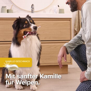 Hund hält eine Zahnbürste im Maul, sitzt neben einem Mann im Badezimmer; Text lautet „Mit sanfter Kamille für Welpen.“