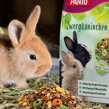 Ein brauner Kaninchen neben einem bunten Haufen Futter und einem Beutel mit der Aufschrift "PANTO Zwergkaninchen" mit Kaninchenbildern und Nährstoffinformationen.