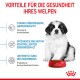 Giant Puppy 3,5 kg