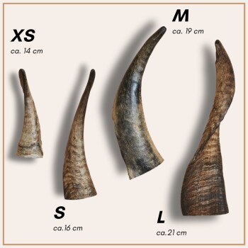 Bild von vier natürlichen Haustierkauschnäbeln, die mit XS (14 cm), S (16 cm), M (19 cm) und L (21 cm) beschriftet sind, vor einem hellen Hintergrund.