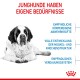 Ein Saint Bernard Welpe mit deutschem Text: "JUNGHUNDE HABEN EIGENE BEDÜRFNISSE" der ihre einzigartigen Bedürfnisse hervorhebt.