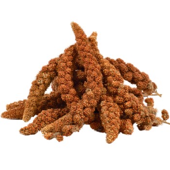 Ein Haufen getrockneter Hirse-Samenstängel, mit rötlich-braunen Clustern winziger Samen, auf einem weißen Hintergrund.