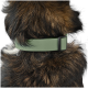 Nahaufnahme eines braun-schwarzen Hundes mit grünem verstellbarem Halsband vor weißem Hintergrund.