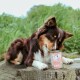 Ein braun-weißer Hund inspiziert eine "Wow!"-Dose mit Lachs und Kräutern auf einem Holzstumpf in einem grasbewachsenen Außenbereich.