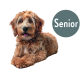 Flauschiger rötlich-brauner Hund liegt, Zunge herausgestreckt; grauer Kreis mit der Aufschrift 'Senior'.