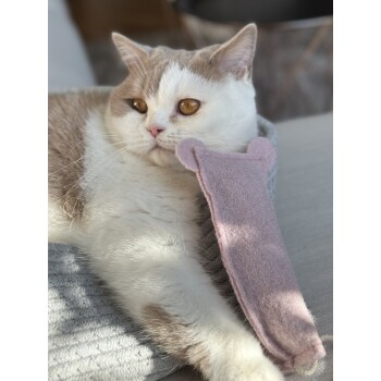 Eine flauschige weiße und hellbraune Katze mit bernsteinfarbenen Augen ruht neben einem rosa bärenförmigen Spielzeug auf einer weichen grauen Decke.