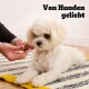 Ein kleiner weißer Hund sitzt auf einem gestreiften Teppich und schaut auf eine Hand, die ein Hundeleckerli hält. Der Text 'Von Hunden geliebt' wird prominent angezeigt.