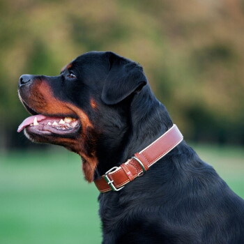 Rottweiler met een bruine leren halsband met metalen gesp, tong uitgestoken, vage groene achtergrond.