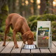 Brauner Hund frisst aus einer Metallschüssel auf einem Holzdeck neben einem Sack Hundefutter mit der Aufschrift "WILDERNESS Black Earth Adult".
