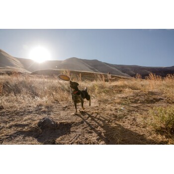 Ein verspielter schwarzer Hund mit einem roten Halsband fängt einen Frisbee auf einem sonnigen, grasbewachsenen Feld, mit einer Person im Hintergrund.