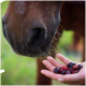 Nahaufnahme der Schnauze eines Pferdes, das getrocknete Beeren in der geöffneten Hand einer Person erschnuppert.