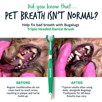 Vorher- und Nachher-Bilder der Zähne eines Hundes, die die Plaqueentfernung mit der Bugalugs Triple Headed Dental Brush zeigen.