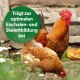 Ein Hahn und eine Henne im Gras mit Gänseblümchen, überlagert von einem grünen Kreis mit dem Text "Trägt zur optimalen Eischalen- und Skelettbildung bei."