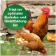 Ein Hahn und eine Henne im Gras mit Gänseblümchen, überlagert von einem grünen Kreis mit dem Text "Trägt zur optimalen Eischalen- und Skelettbildung bei."