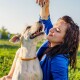 Zwei glückliche Pomeranian-Hunde sitzen auf dem Gras neben einem Paket von "WILDFANG" Leder-Hundekauartikeln, die Vorteile wie Stressreduzierung hervorheben.