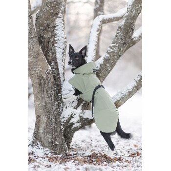 Ein schwarzer Hund, der einen grünen Wintermantel trägt, klettert auf einen schneebedeckten Baum und zeigt sein verspieltes Wesen in einer Winterlandschaft.