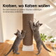 Zwei graue Kätzchen kratzen an einem vertikalen Kartonpfosten an einer Säule in einem sonnendurchfluteten Raum; sichtbarer Text: 'Kratzen, wo Katzen wollen'.