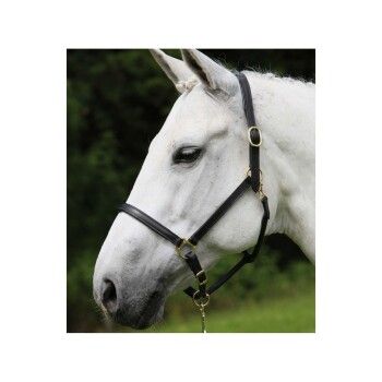 Nahaufnahme eines weißen Pferdes mit schwarzem Halfter und goldenen Beschlägen, vor einem verschwommenen grünen Hintergrund.