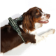 Ein glücklicher braun-weißer Hund trägt ein grünes Geschirr und liegt auf einer weißen Oberfläche, um das Design und die Passform des Geschirrs zu zeigen.