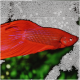 Ein lebhaft roter Betta-Fisch, der anmutig vor einem dunklen Hintergrund schwimmt und seine fließenden Flossen und detaillierten Schuppen zeigt.