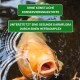 Nahaufnahme eines Koi-Fisches im Wasser mit dem Text: 'OHNE KÜNSTLICHE KONSERVIERUNGSSTOFFE' und 'UNTERSTÜTZT EINE GESUNDE DARMLORA.'