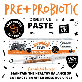 Bugalugs PRE+PROBIOTIC Verdauungspaste Tube und Schachtel mit Spritzenspender für Hunde und Katzen – tierärztlich entwickelt, Hergestellt im Vereinigten Königreich
