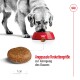 Ein Golden Retriever frisst aus einer roten Schüssel mit Trockenfutter, neben ihm liegt ein einzelnes Stück Trockenfutter und ein Lineal. Der Text lautet: "Angepasste Futtergröße zur Anregung des Kauens."