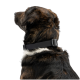 Gestromter Hund mit schwarzem verstellbarem Halsband, weißer Halszeichnung, Seitenansicht vor weißem Hintergrund.