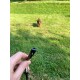 Eine Person hält einen schwarzen Clicker in der Hand, während ein kleiner brauner Hund auf einem Grasfeld auf sie zuläuft.