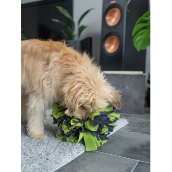 Ein flauschiger hellbrauner Hund schnüffelt und spielt mit einer grünen und schwarzen Schnüffelmatte auf einem grauen Teppich in einem modernen Wohnzimmer.