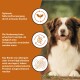 Glücklicher braun-weißer Hund mit deutschem Text über optimale Ernährung, Verdauung und Allergierisikoreduzierung.
