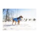 Ein brauner Hund in einem blauen und schwarzen Wintermantel steht im Schnee und schaut in Richtung Horizont unter einem klaren blauen Himmel.