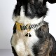 Eine Nahaufnahme des Halses eines Hundes mit einem stilvollen schwarz-weißen gemusterten Halsband mit einer goldenen Schnalle und dekorativen Quasten.