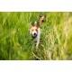Zwei kleine Hunde laufen durch hohes grünes Gras auf einem schmalen Pfad, ein brauner Hund folgt einem weiß-braunen Hund