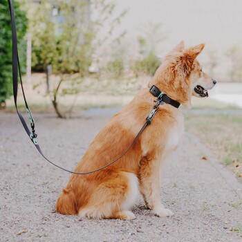 Ein Golden Retriever sitzt auf Kies, trägt ein schwarzes Halsband und eine Leine, mit Grün im Hintergrund.