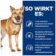Ein glücklicher goldbrauner Hund mit einem blauen Halsband steht vor einem weißen Hintergrund, mit Text, der die Vorteile von Hundefutter hervorhebt.