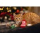Orange tabby kitten lying on a black surface with Christmas-themed toys, including a red and white striped sock.