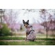 Ein schwarz-brauner Hund, der einen rosa Leoparden-Mantel trägt, sitzt in einem Park mit blühenden rosa Bäumen im Hintergrund.