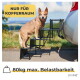 Ein brauner Hund steht auf einer schwarzen Haustierrampe, die zum Kofferraum eines Autos führt, mit einem Schild, das "Nur für Kofferraum" und "80kg maximale Belastbarkeit" sagt.