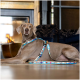 Großer grauer Hund liegt drinnen und trägt ein farbenfrohes Geschirr- und Leinen-Set mit Surfbrett-Muster neben einem Kamin.